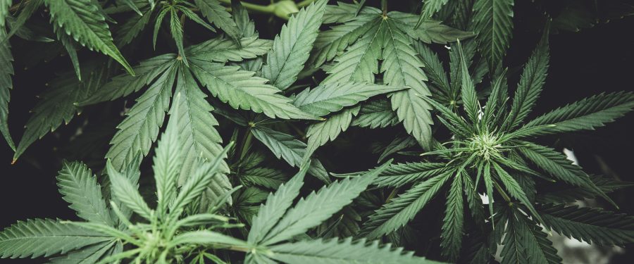 Boulder City Extends Moratorium On New Cannabis Seeds Dispensaries