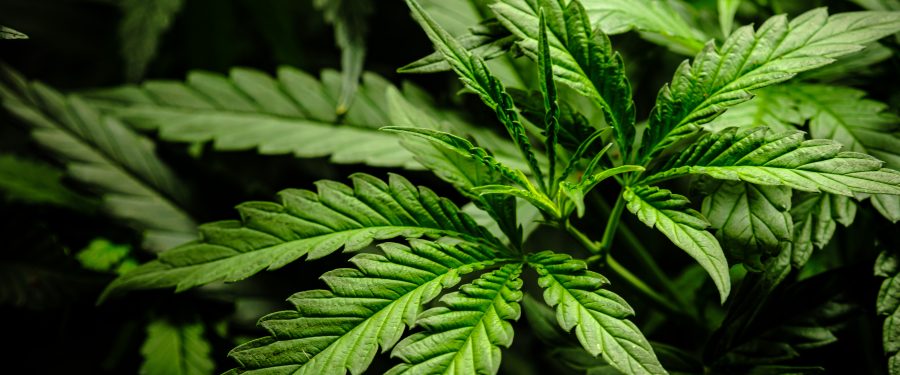 A Budding Travel Trend: Exploring The Rise Of Cannabis Tourism