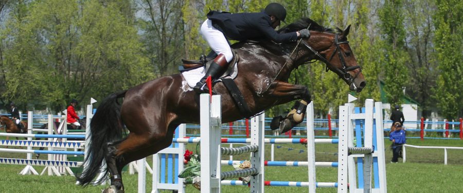 Equestrian Scholarships: Opportunities For Aspiring College Riders