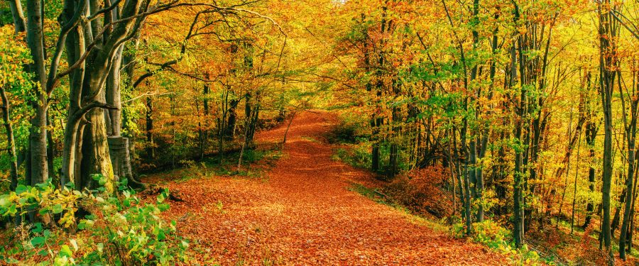 The Best Things To Do This Fall Near The Bronx