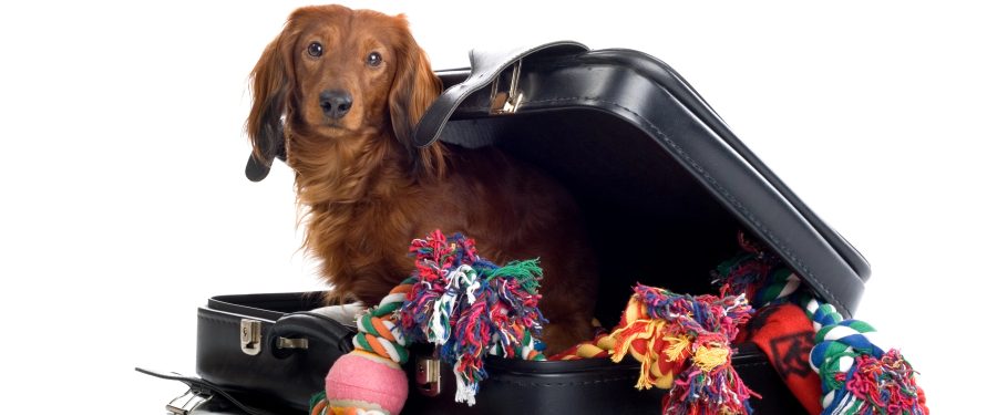 Puzzle Toys For Dogs: Engaging Activities To Stimulate Your Pet’s Mind