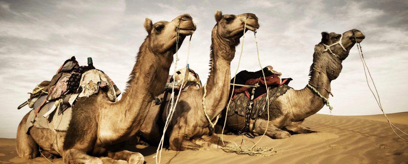 The Bronx Daily | Bronx.com