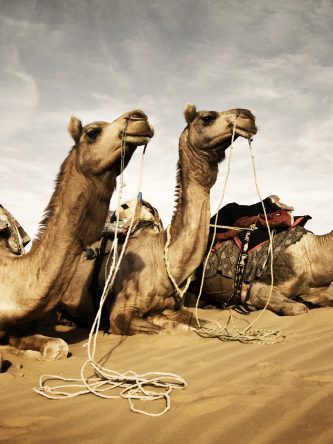 The Bronx Daily | Bronx.com