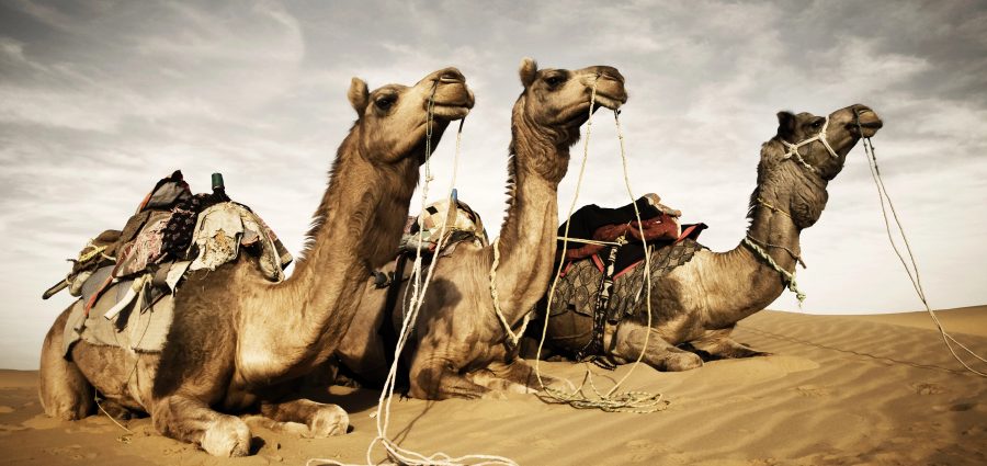 The Bronx Daily | Bronx.com