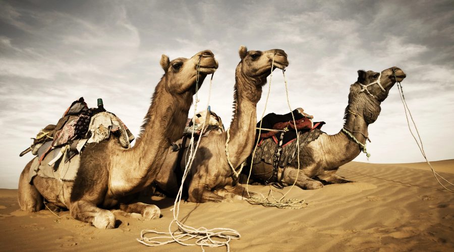 The Bronx Daily | Bronx.com