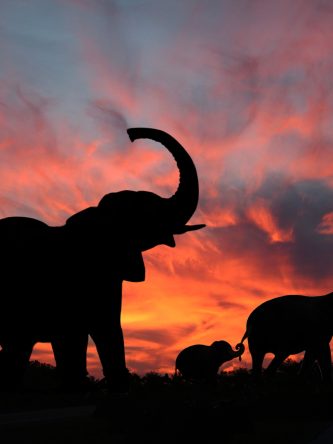 Home The Bronx Daily | Bronx.com