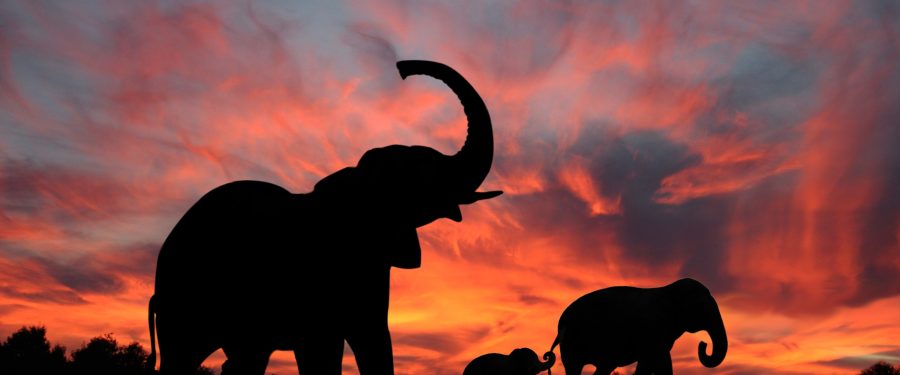 Why The Serengeti Is Perfect For A Honeymoon