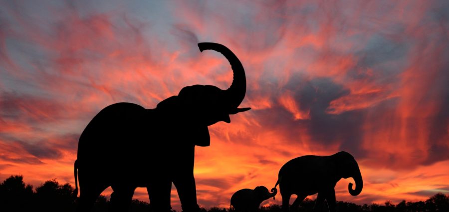 The Bronx Daily | Bronx.com