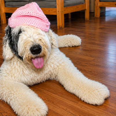 Bronx Public Hospitals Announce Applications Are Now Open For New Therapy Dog Training Class