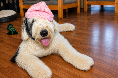 Bronx Public Hospitals Announce Applications Are Now Open For New Therapy Dog Training Class