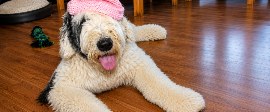 Bronx Public Hospitals Announce Applications Are Now Open For New Therapy Dog Training Class