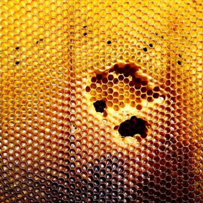 Jessia Noel Cadiz On Native Bees, Biodiversity & New York City’s Green Spaces