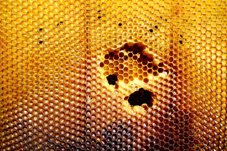 Jessia Noel Cadiz On Native Bees, Biodiversity & New York City’s Green Spaces