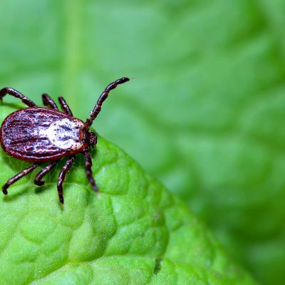 NYC Health Department Urges New Yorkers To Take Precautions Against Ticks & Tick-Borne Illnesses