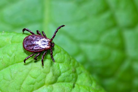NYC Health Department Urges New Yorkers To Take Precautions Against Ticks & Tick-Borne Illnesses