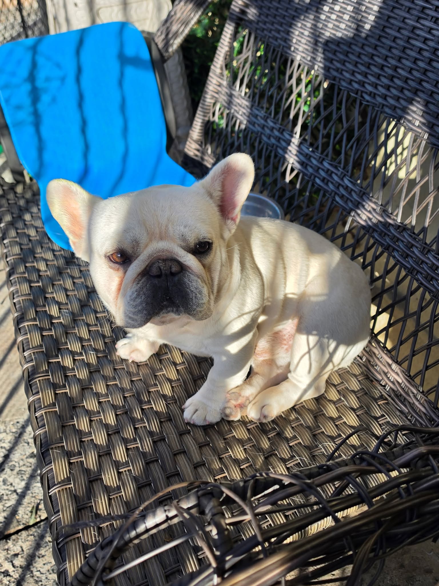 Help Identify The Suspect Who Stole Two French Bulldogs