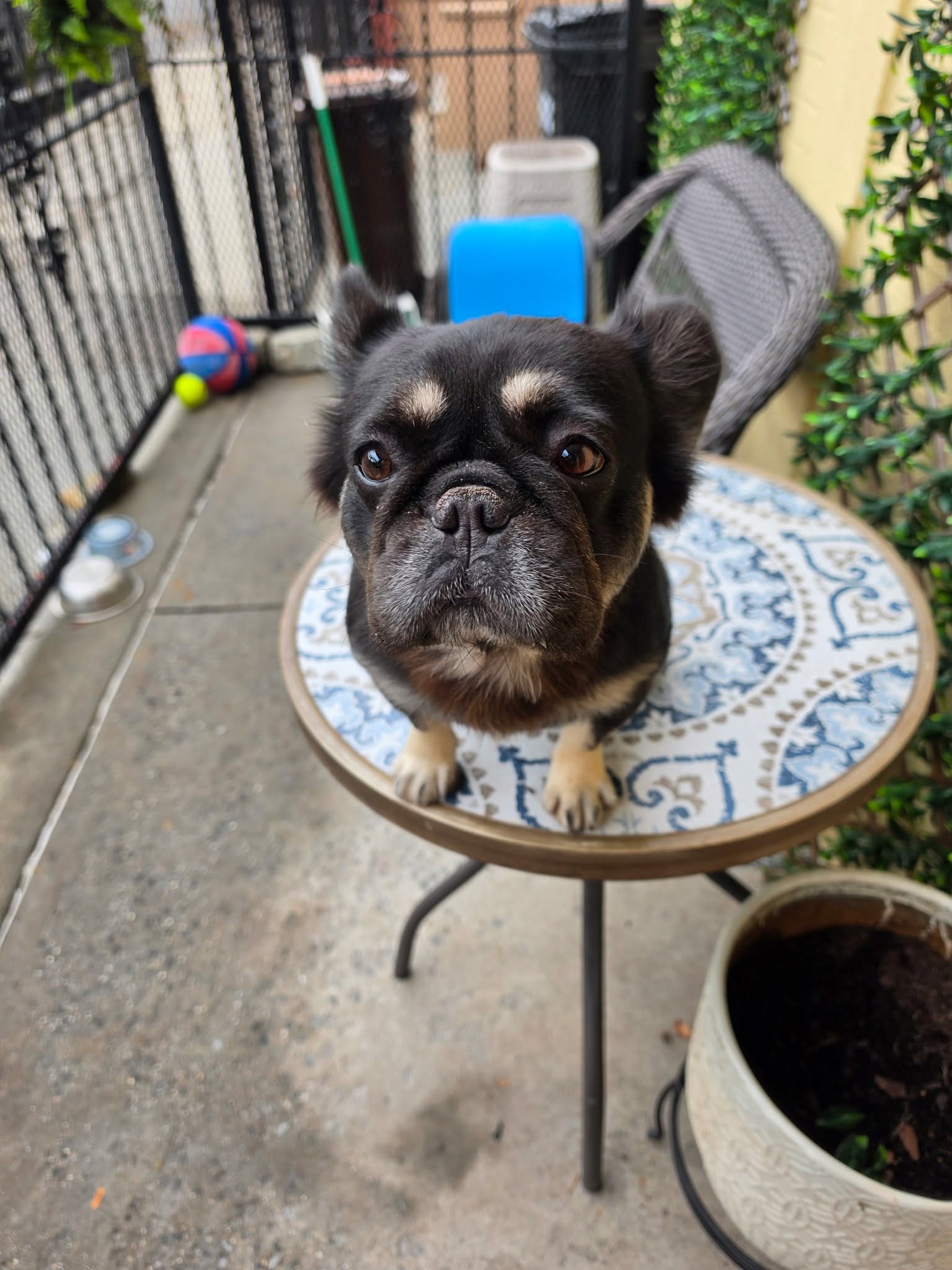 Help Identify The Suspect Who Stole Two French Bulldogs