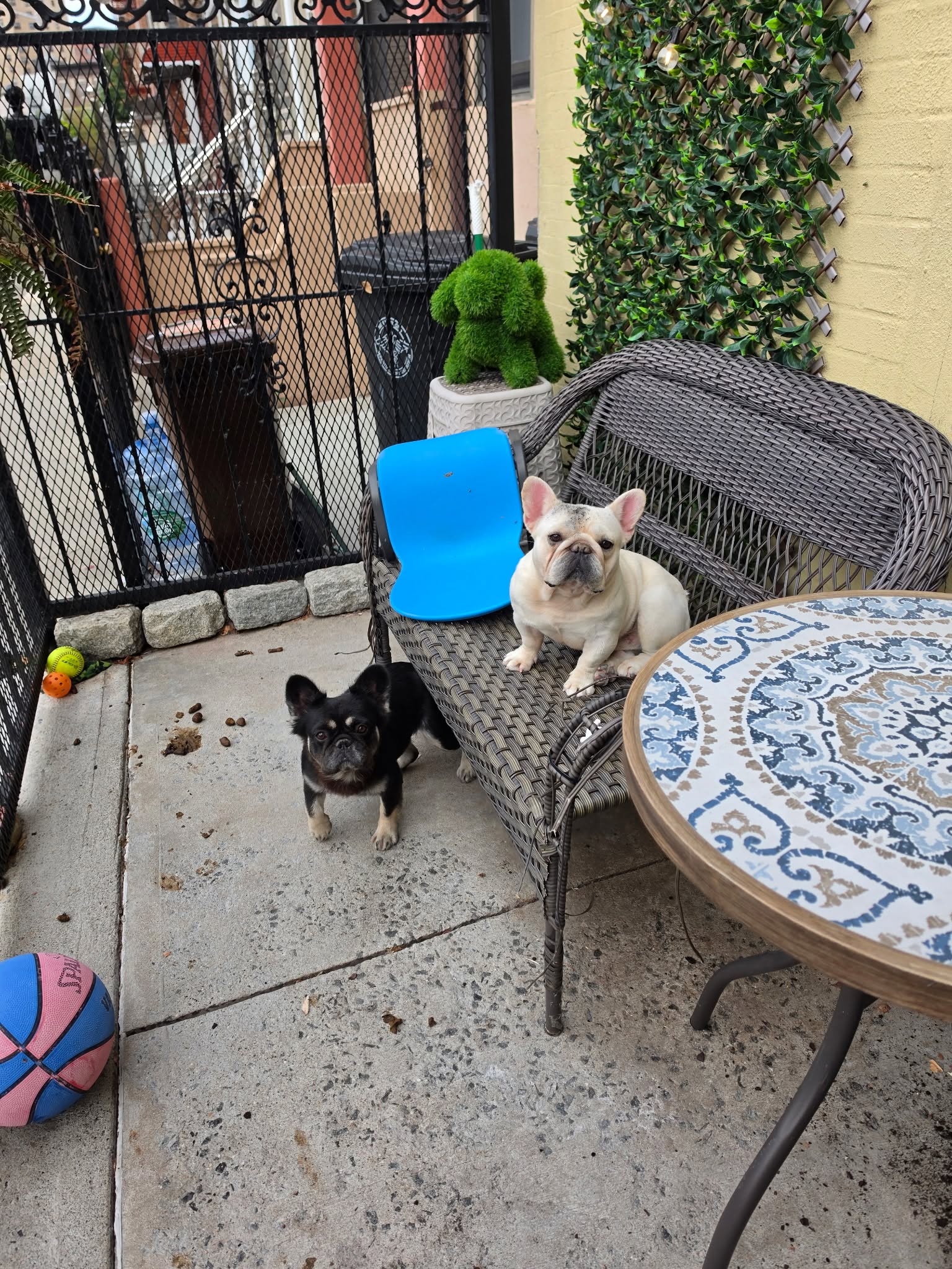 Help Identify The Suspect Who Stole Two French Bulldogs