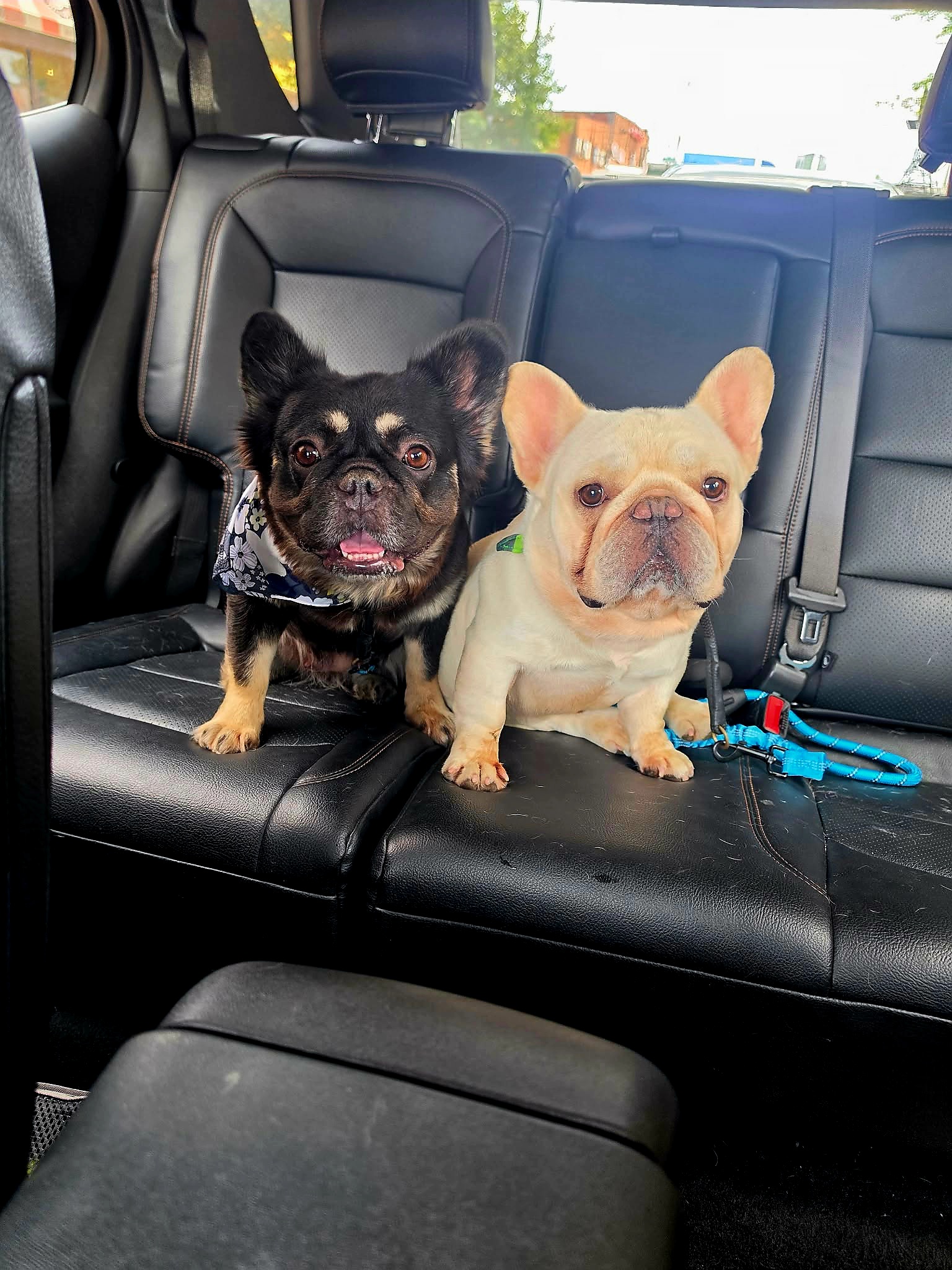 Help Identify The Suspect Who Stole Two French Bulldogs